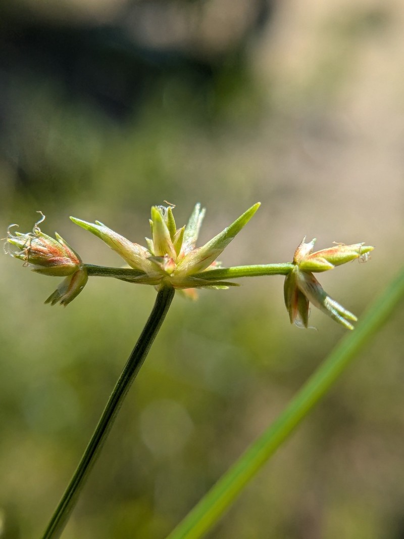 Toothed Flatsedge photo 8
