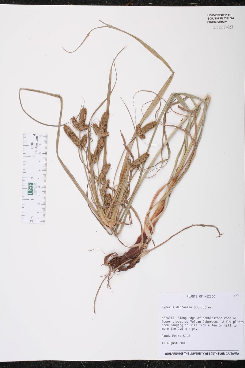 Hairy Flatsedge