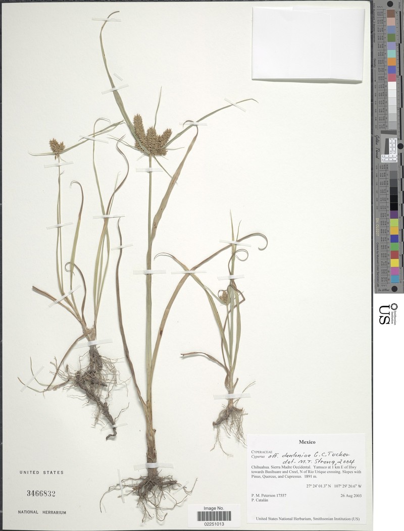 Hairy Flatsedge photo 2