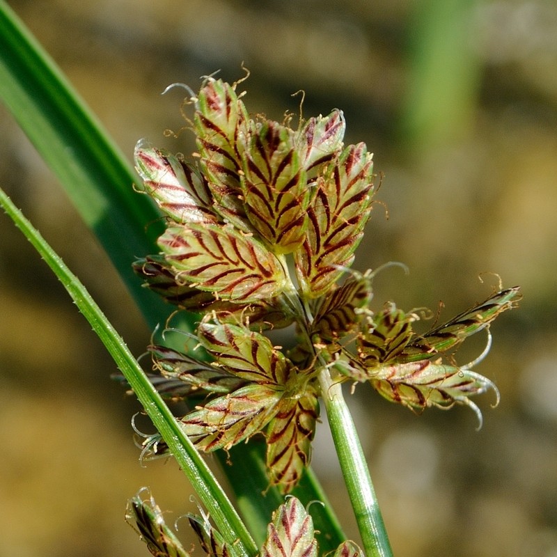 Umbrella Flatsedge