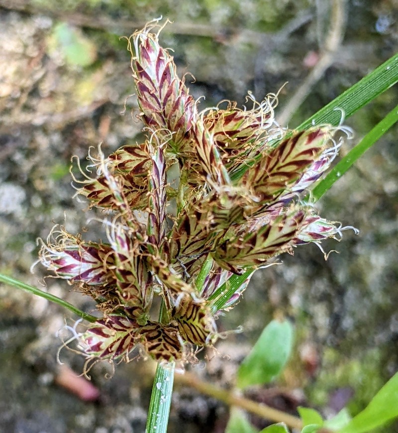Umbrella Flatsedge photo 2