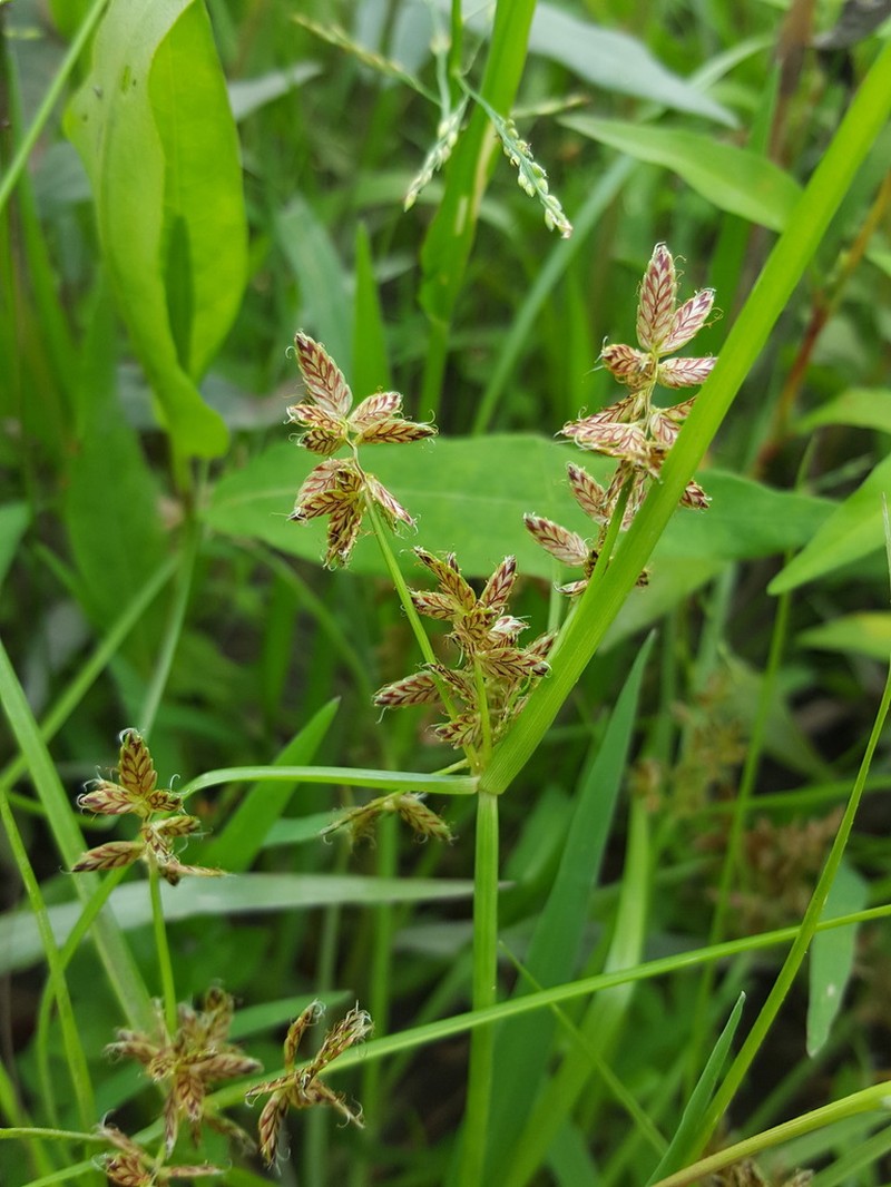 Umbrella Flatsedge photo 3