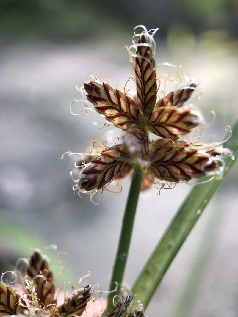 Umbrella Flatsedge photo 4
