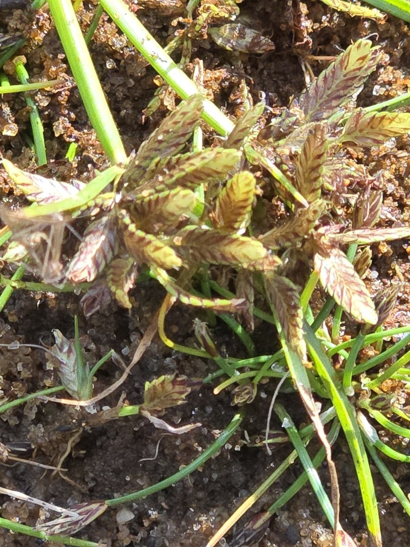 Umbrella Flatsedge photo 5