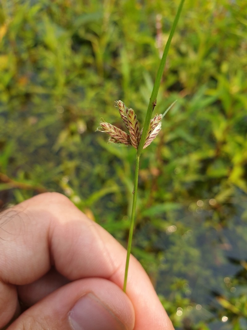Umbrella Flatsedge photo 6