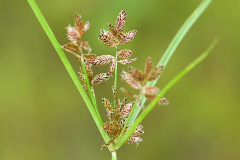 Umbrella Flatsedge photo 7