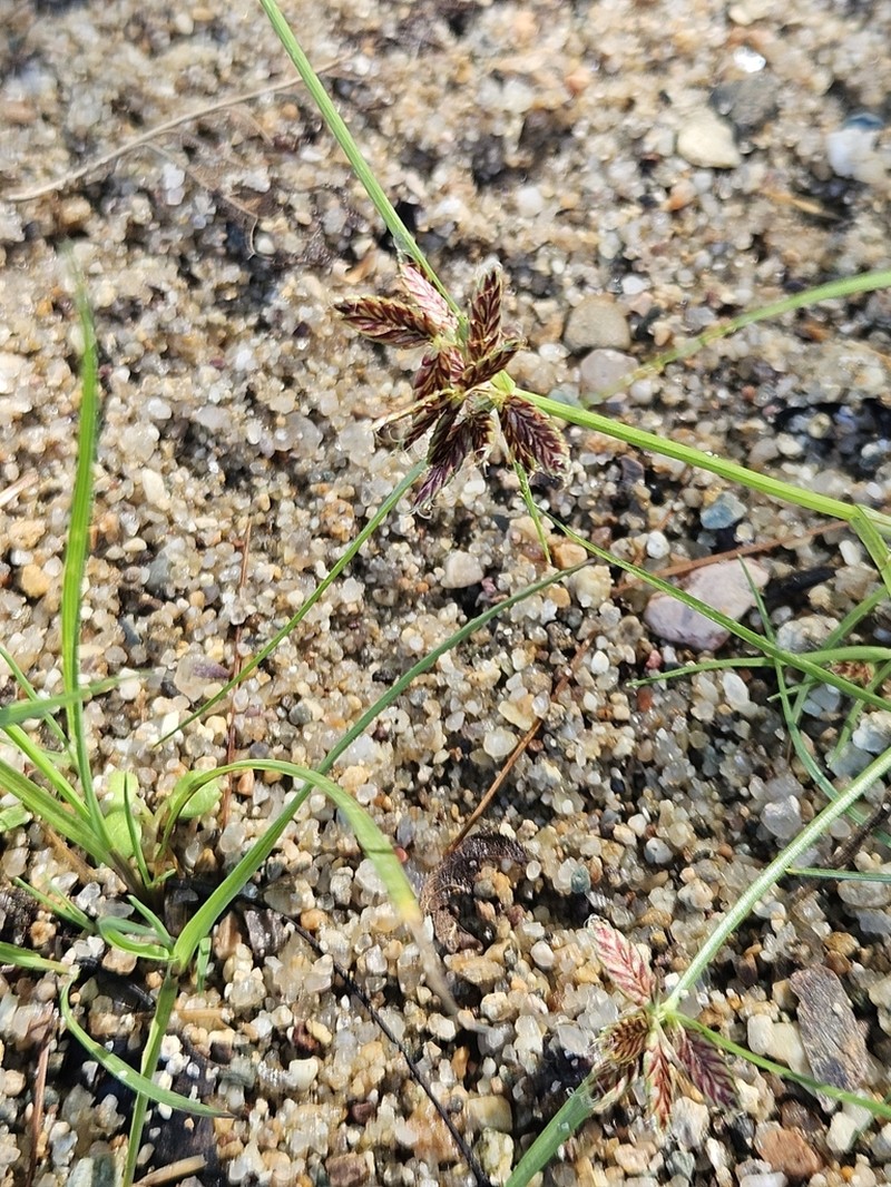 Umbrella Flatsedge photo 8