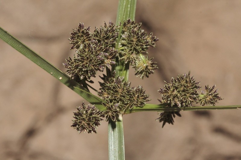 Variable Flatsedge