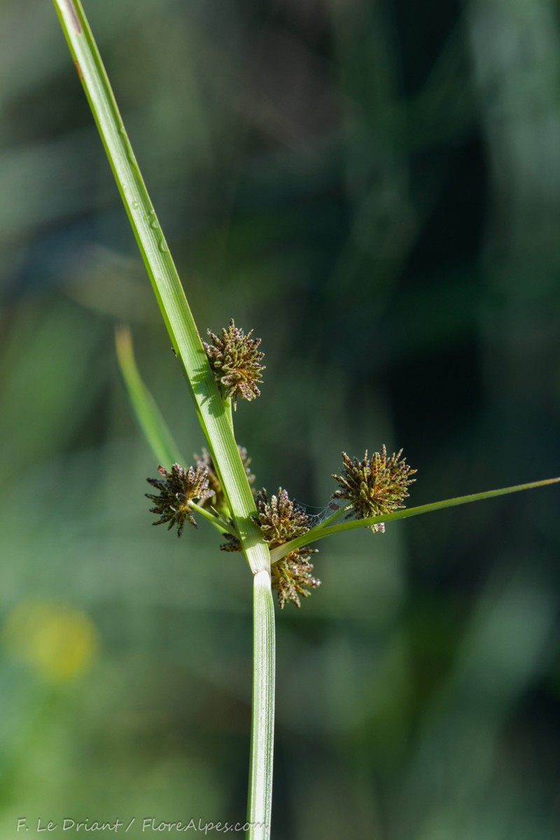 Variable Flatsedge photo 2
