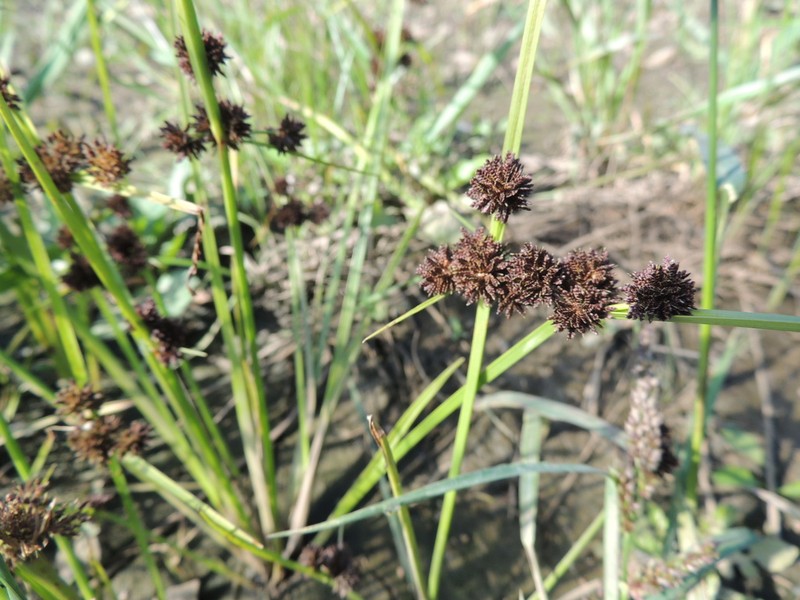 Variable Flatsedge photo 3