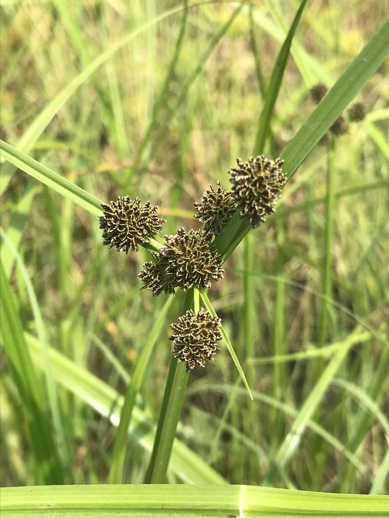 Variable Flatsedge photo 4