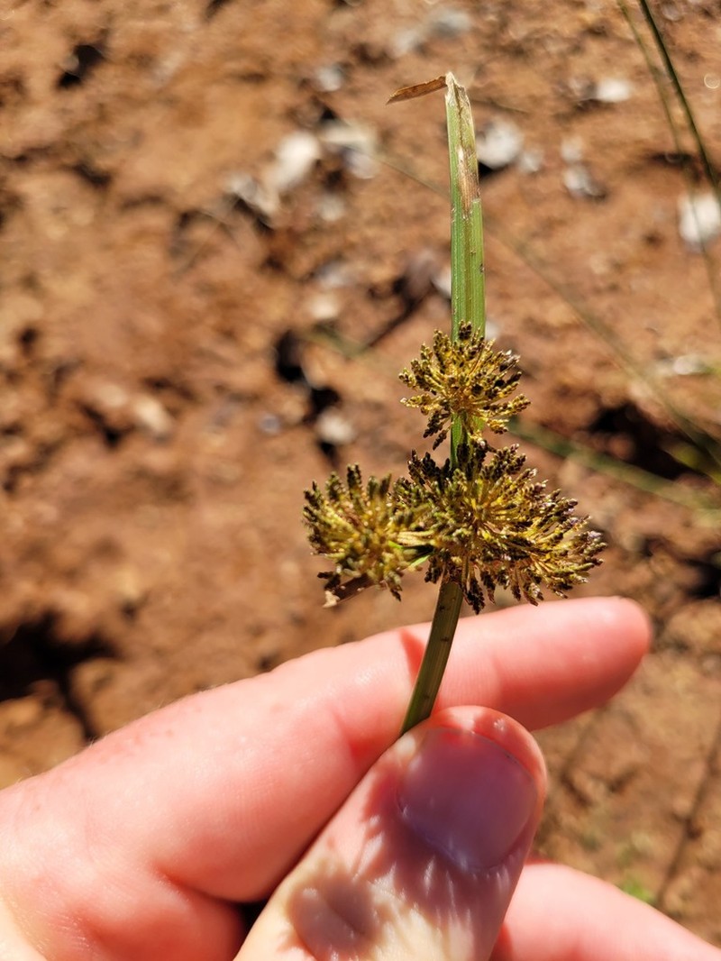 Variable Flatsedge photo 5