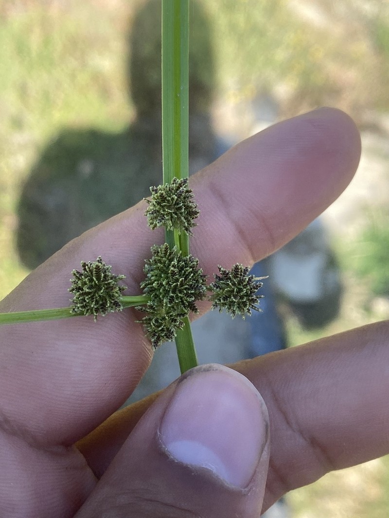 Variable Flatsedge photo 6