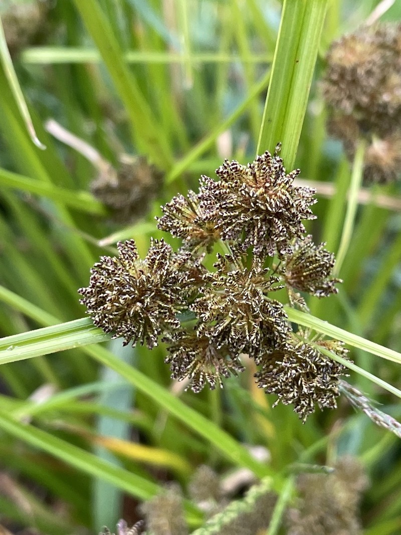 Variable Flatsedge photo 7