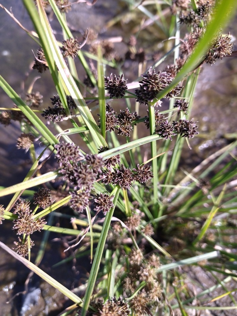 Variable Flatsedge photo 8