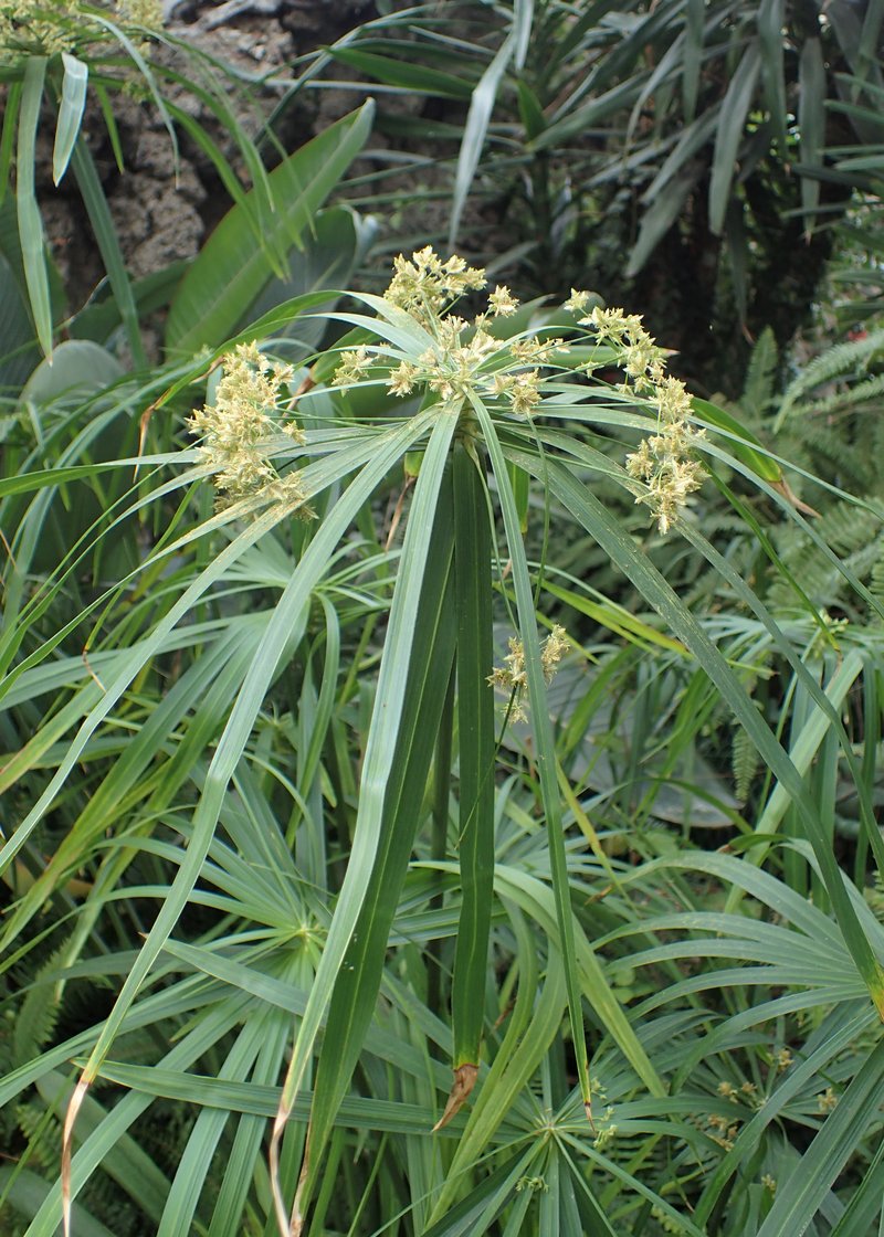 Diffused Flatsedge