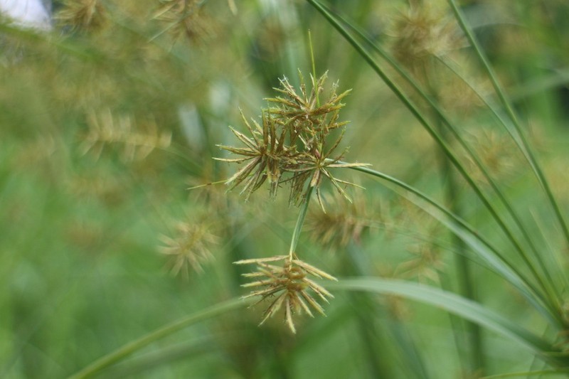 Finger Flatsedge