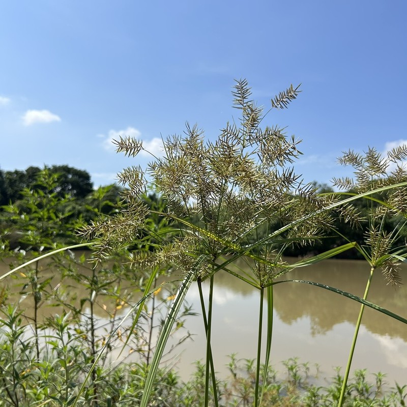 Finger Flatsedge photo 4