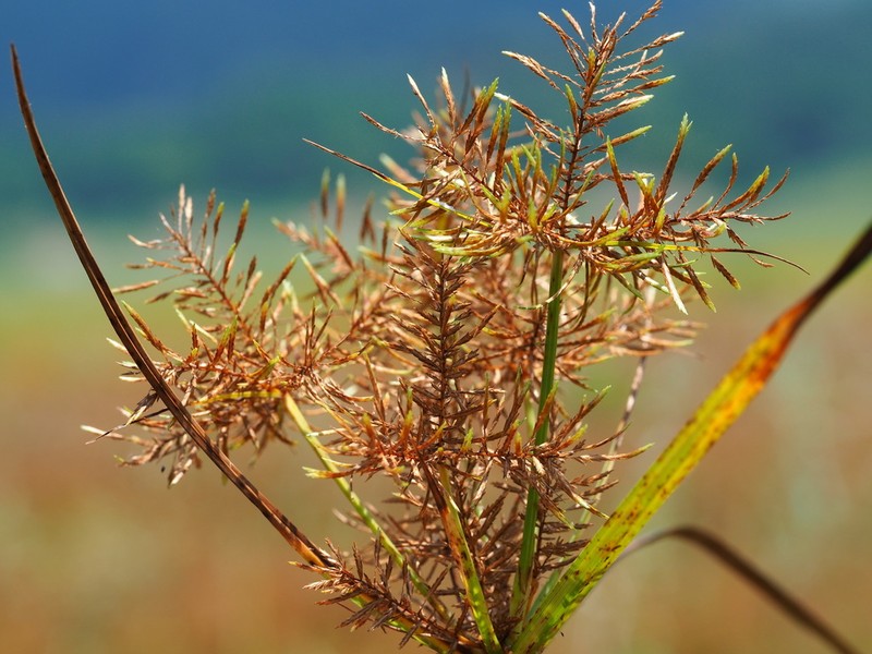 Finger Flatsedge photo 5