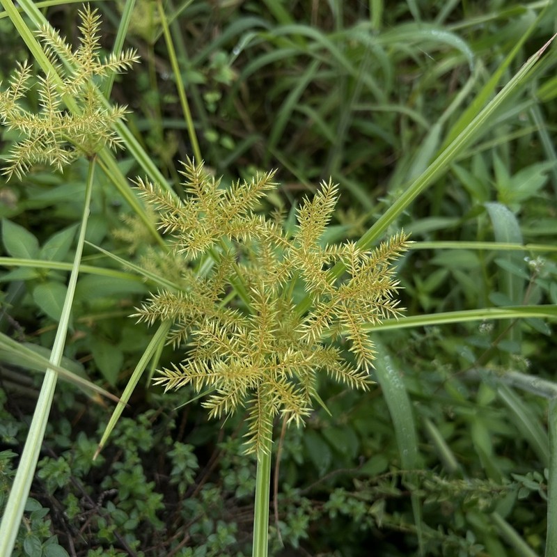 Finger Flatsedge photo 6