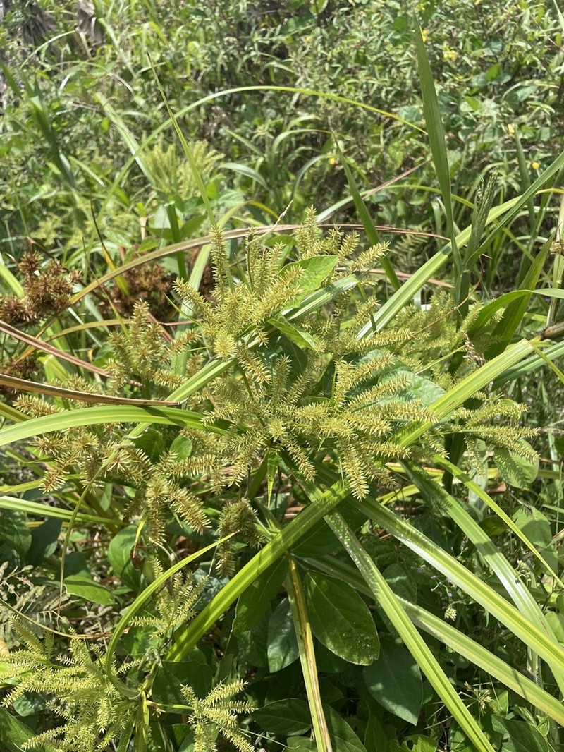 Finger Flatsedge photo 7
