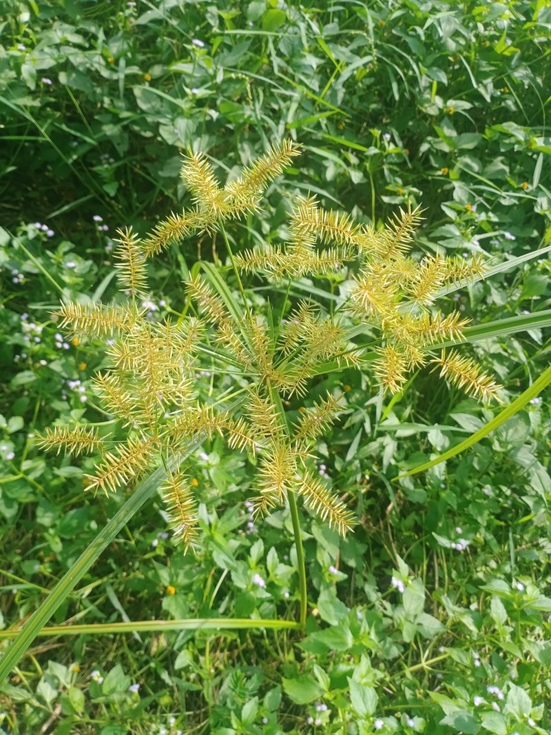 Finger Flatsedge photo 8