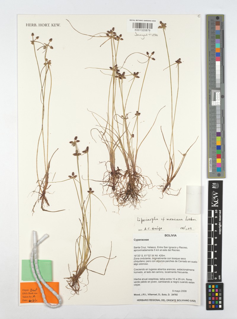 Cyperus digitatus subsp. digitatus