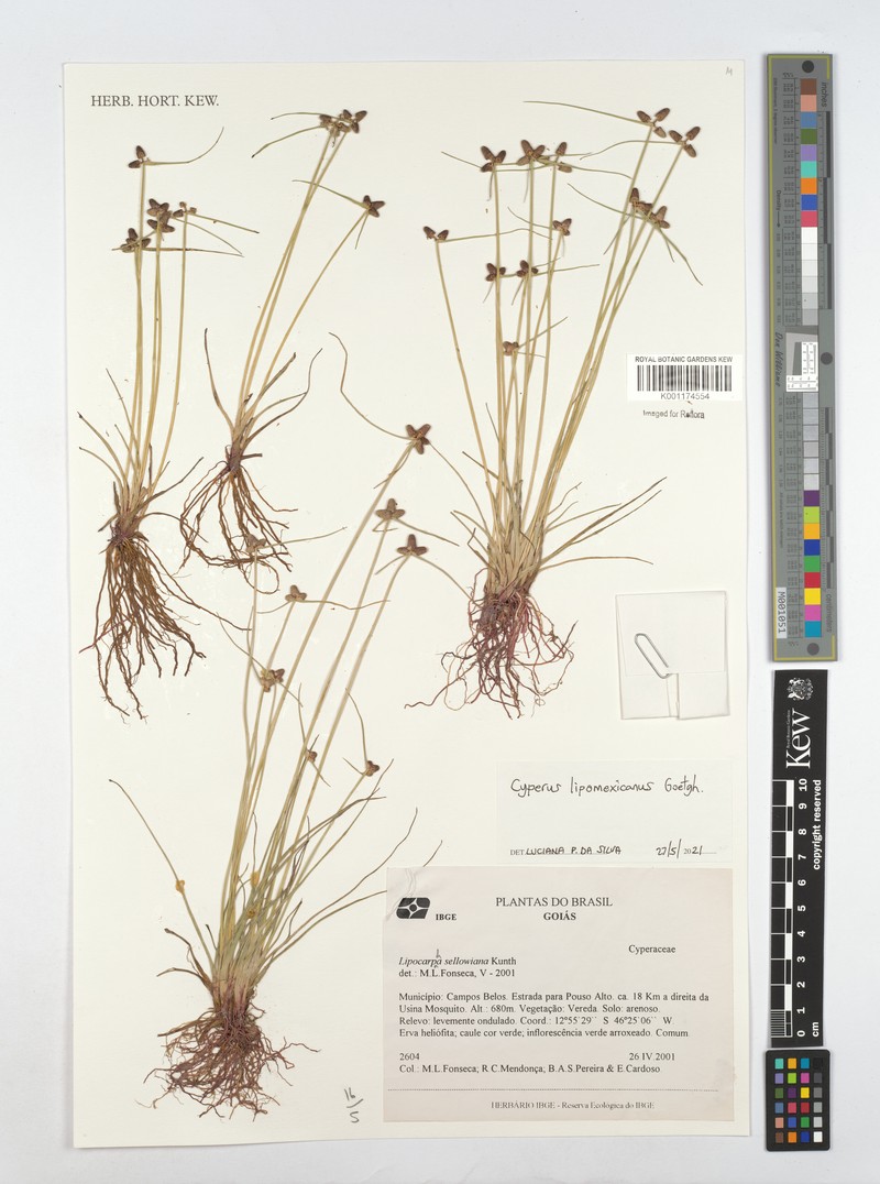 Cyperus digitatus subsp. digitatus photo 2