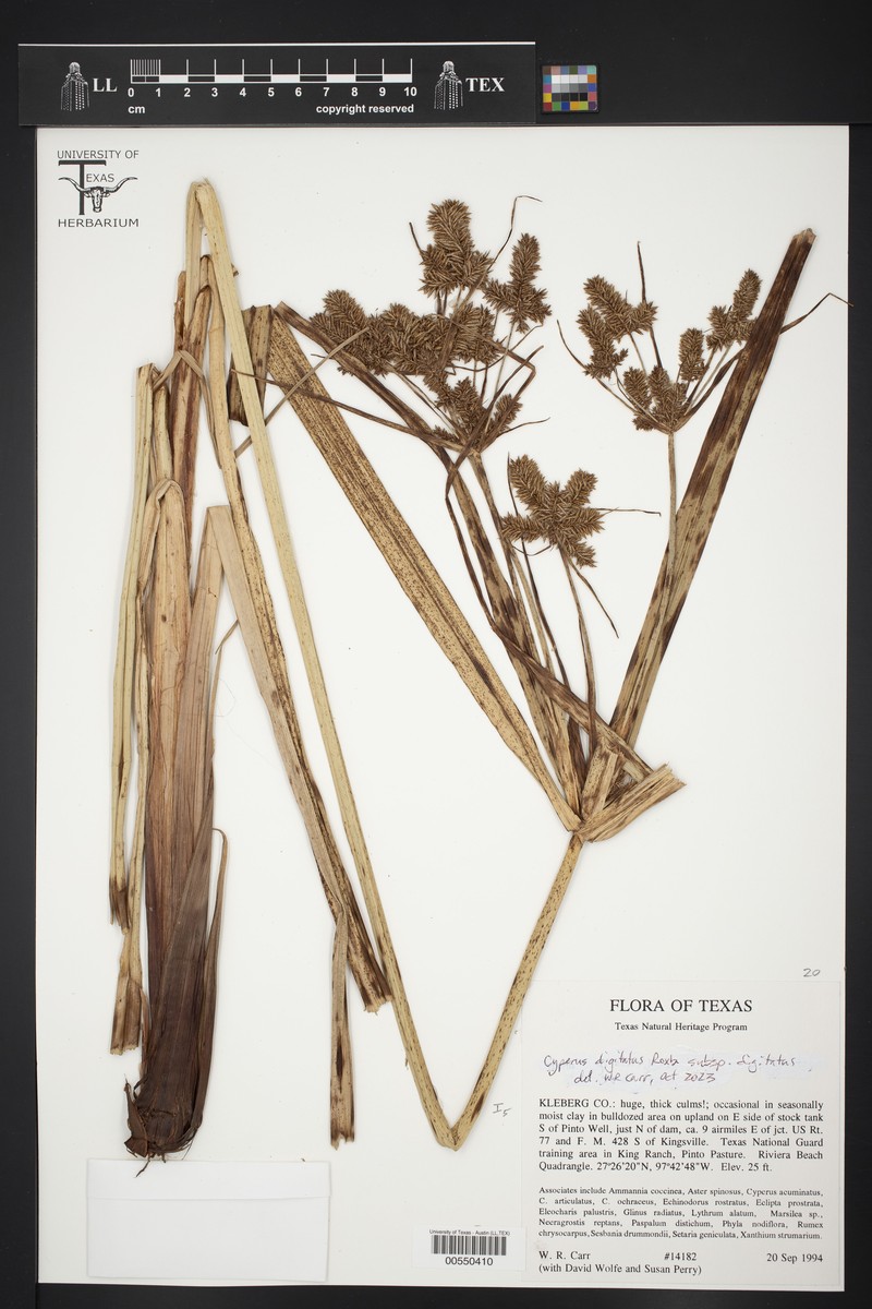 Cyperus digitatus subsp. digitatus photo 4