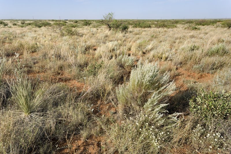 Flatsedge