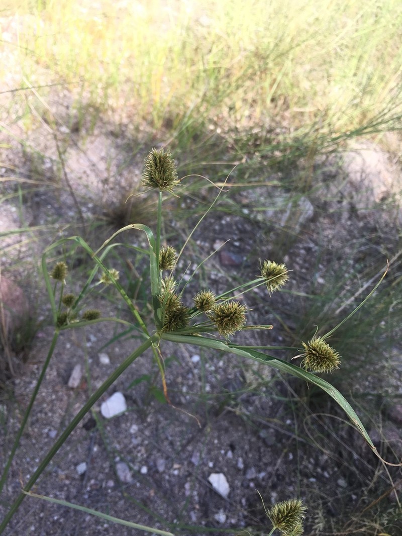 Wright's Flatsedge