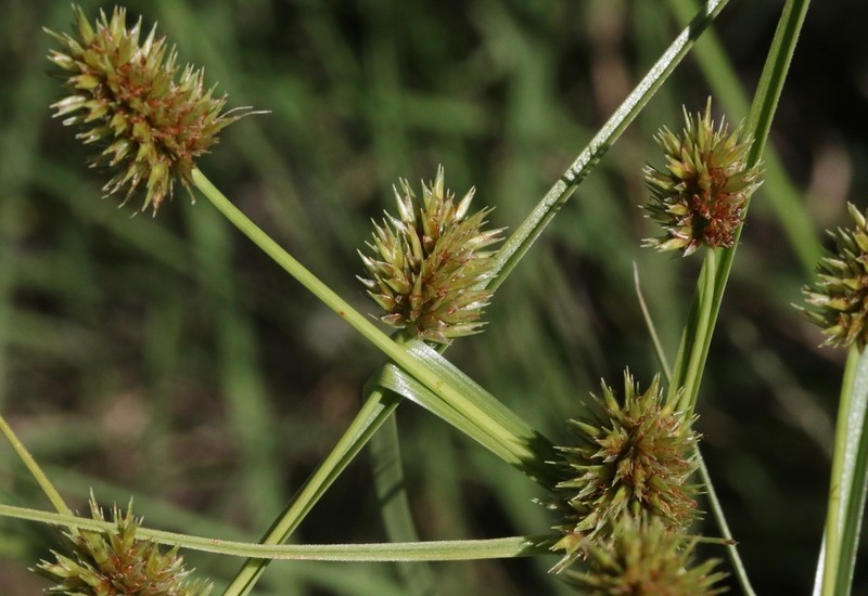 Wright's Flatsedge photo 2