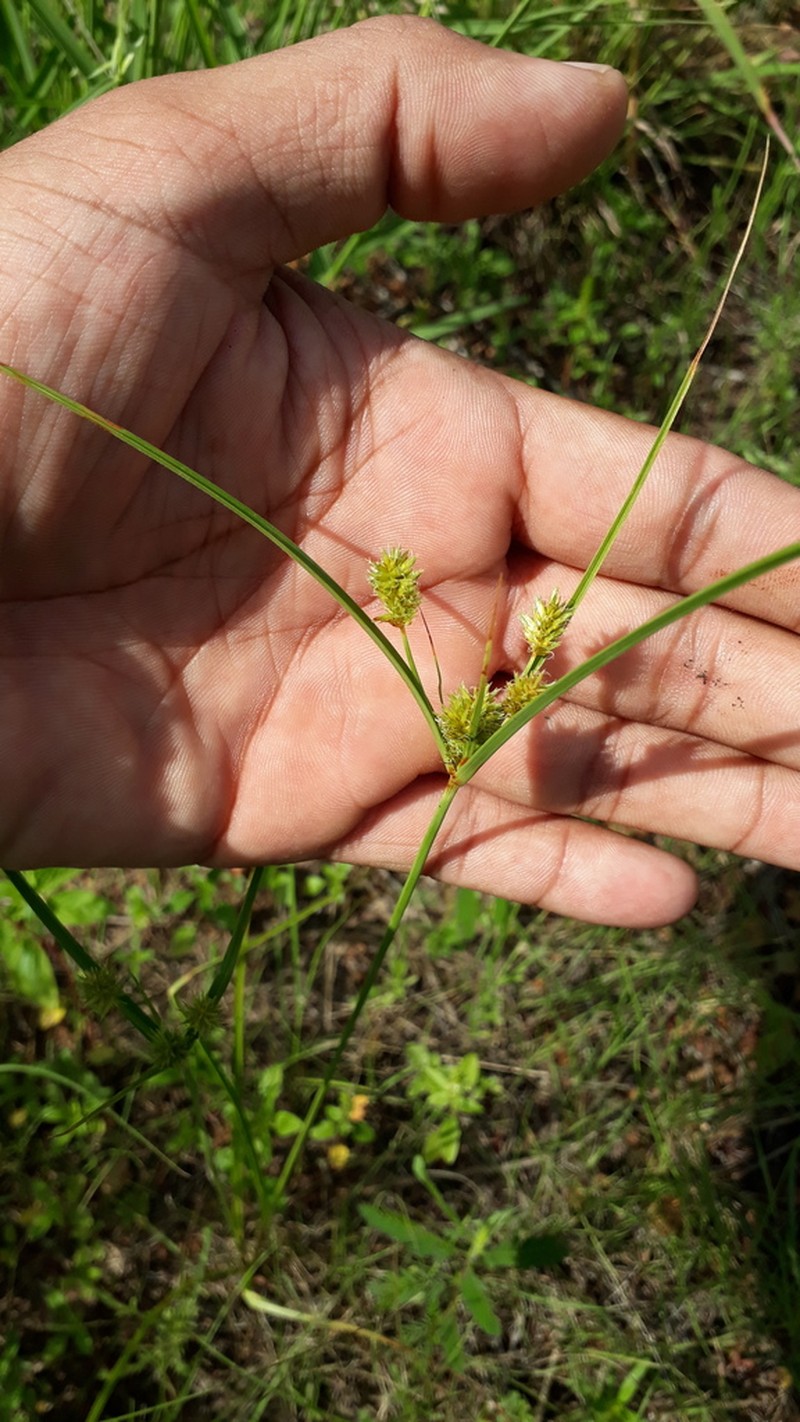 Wright's Flatsedge photo 3