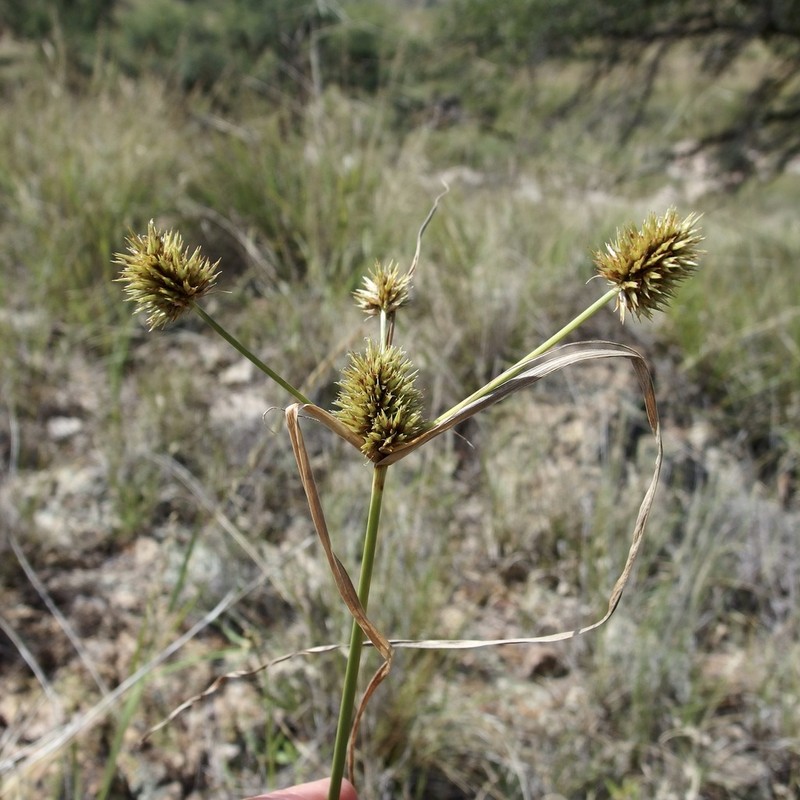 Wright's Flatsedge photo 4