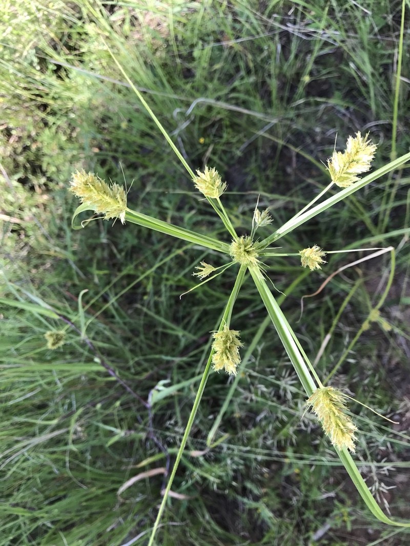 Wright's Flatsedge photo 5