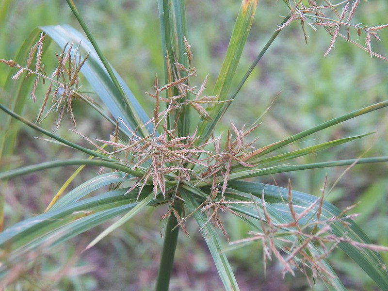 Piedmont Flatsedge