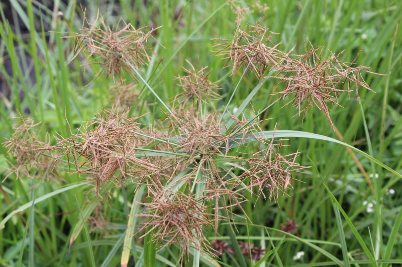 Piedmont Flatsedge photo 2