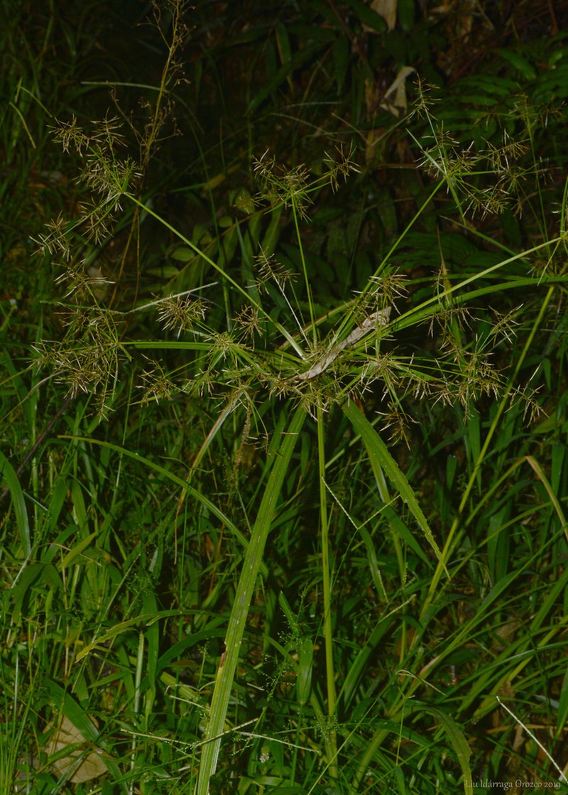 Piedmont Flatsedge photo 3