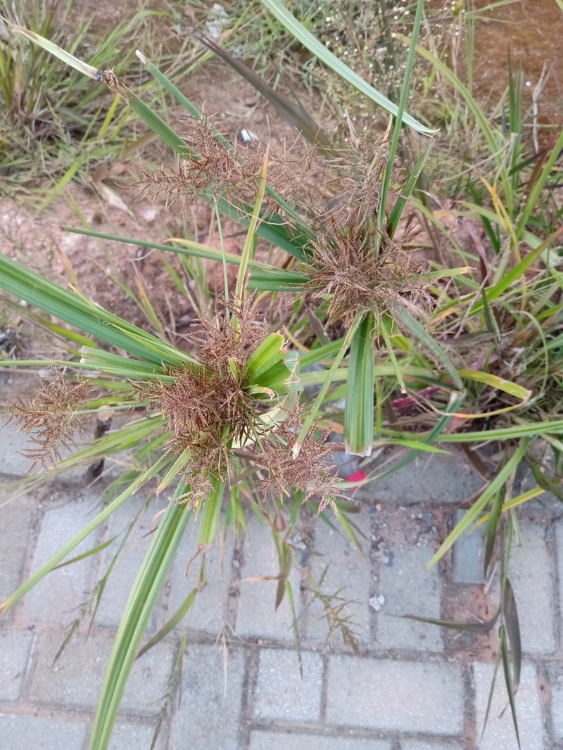 Piedmont Flatsedge photo 4