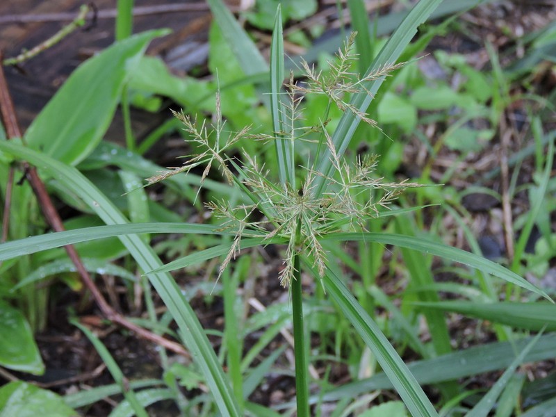 Piedmont Flatsedge photo 5