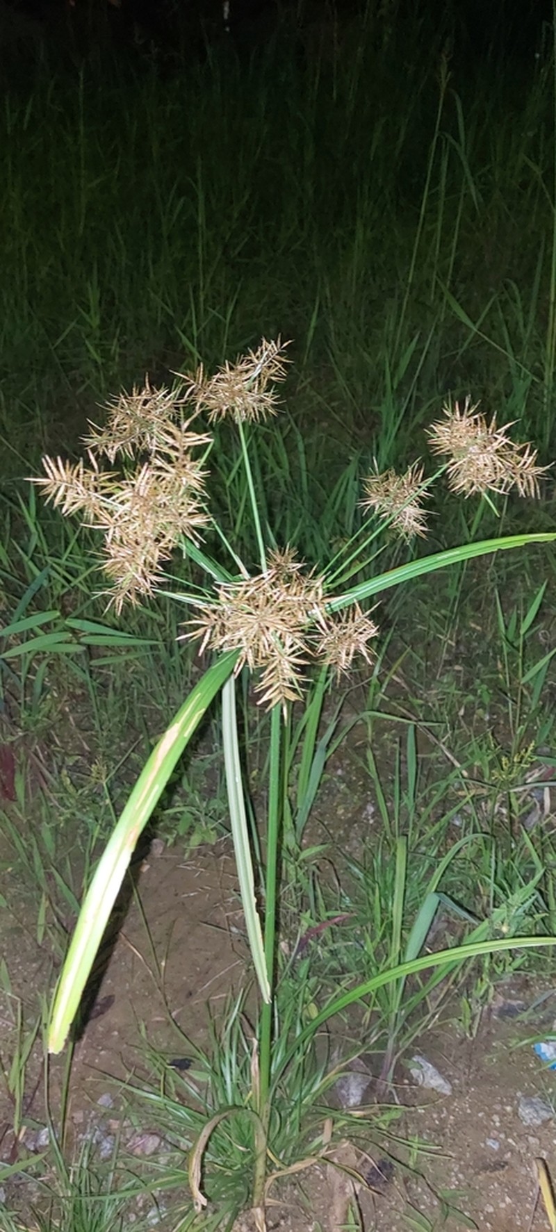 Piedmont Flatsedge photo 6