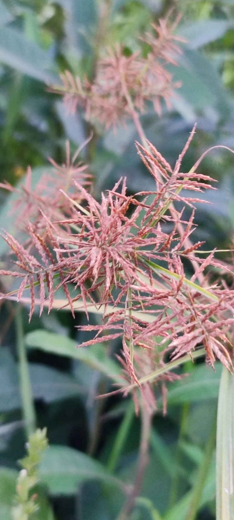 Piedmont Flatsedge photo 7