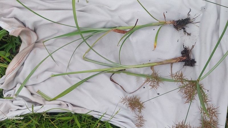 Piedmont Flatsedge photo 8