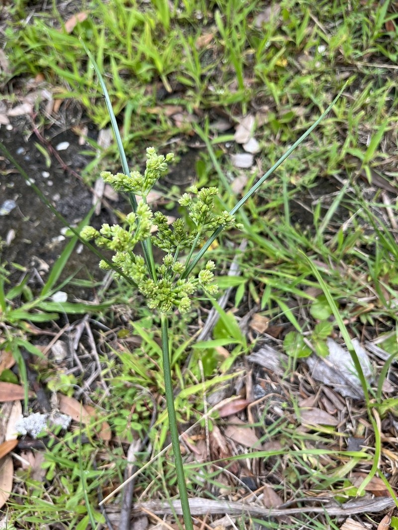 Swamp Flatsedge