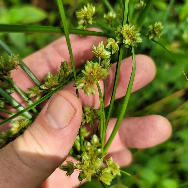 Swamp Flatsedge photo 2