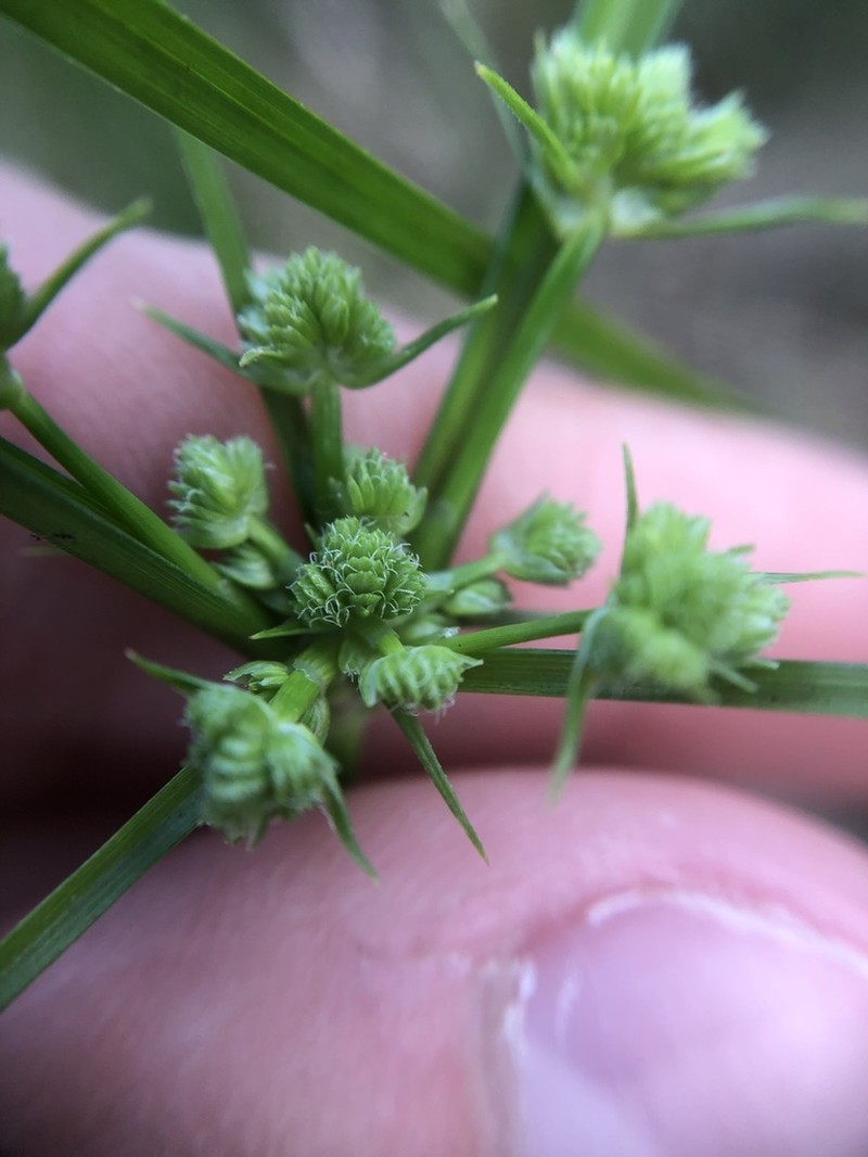 Swamp Flatsedge photo 3
