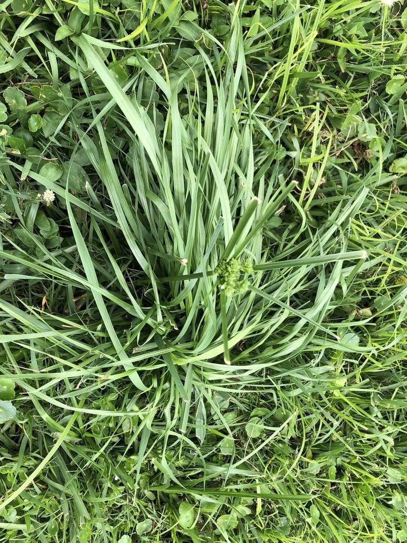 Swamp Flatsedge photo 4