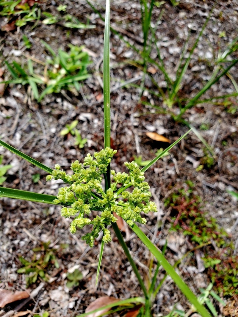 Swamp Flatsedge photo 5