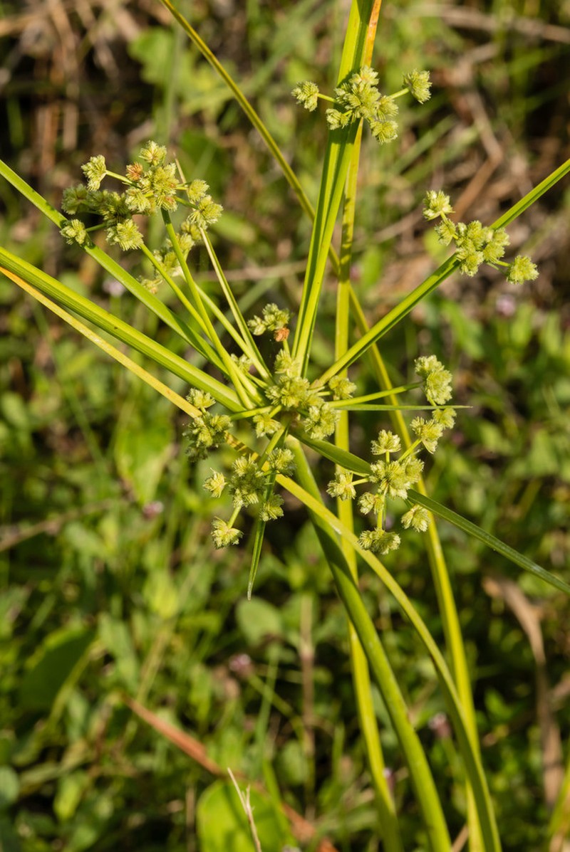 Swamp Flatsedge photo 6