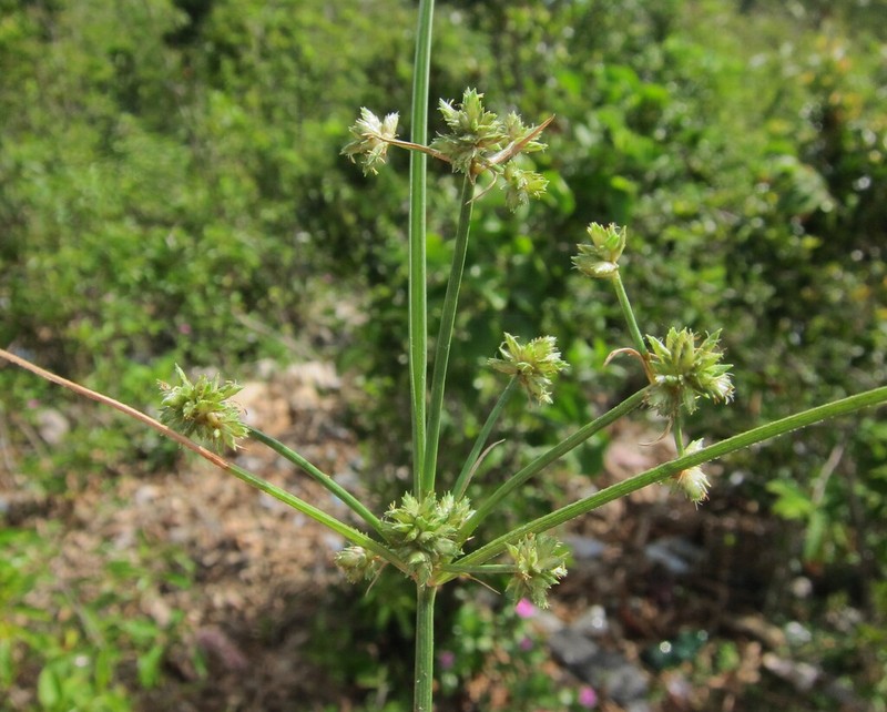 Swamp Flatsedge photo 7